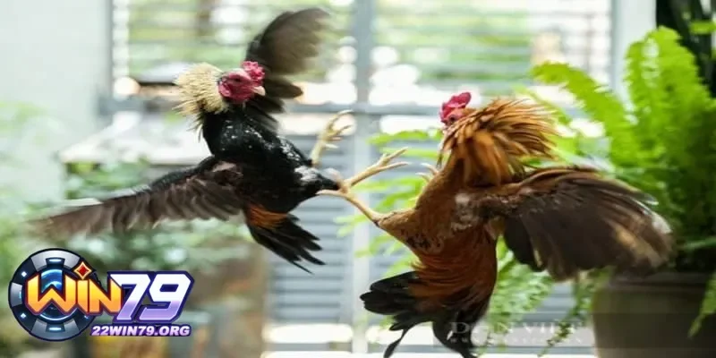 Tìm Hiểu Cách Rửa Gà Chọi Khi Đá Để Bảo Vệ Sức Khỏe Gà